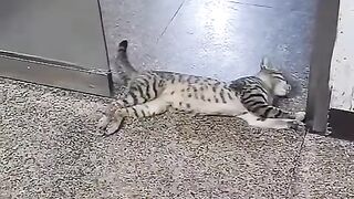 Fun   masti    FunVideo  funnyreels 110