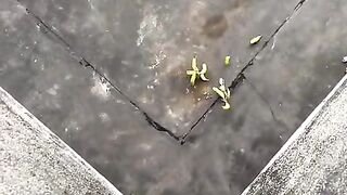 Fun   masti    FunVideo  funnyreels 111