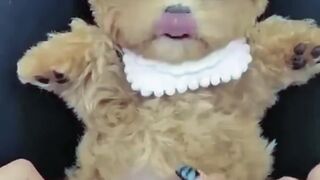Funny Animals Video 5