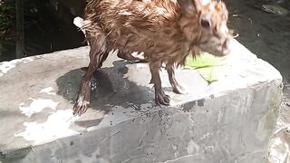 rabbit 2
