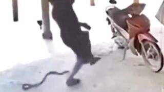 Funny video