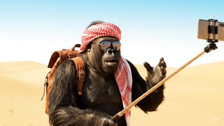Adventure gorila