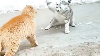 funny cats 51