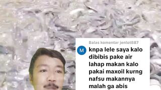 Bibis pakan dengan MAXOIL kenapa ikan lele jadi gak mau makanTernyata ini kesalahannya