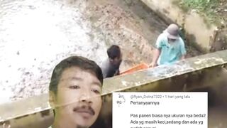 Apakah hasil panen ikan lele dibeli semua oleh bandarSementara ukuran lele beda-beda