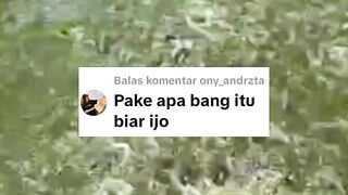 Cara agar air kolam hijau alami dan hemat pakan