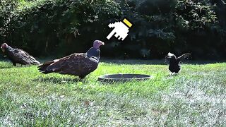 Birds IQ