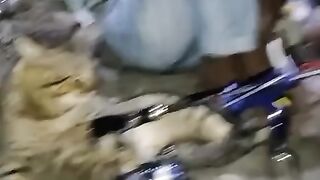 Strike fishing cat