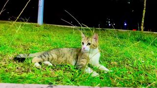 Beautiful Cat 8