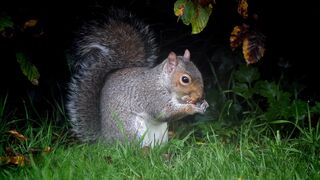 The Life and Beauty of Squirrels in the Forest