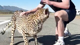 I Raced A Cheetah