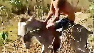 Donkey is More Smart Than You