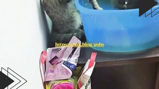 Ketahuan mau nyolong kura-kura!