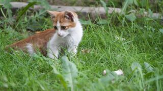 The Cat in the Garden