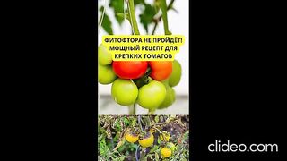 ПРОТИВ ФИТОФТОРАТА ПО ДОМАТИТЕ