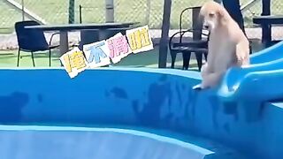 Fun   masti    FunVideo  funnyreels 121
