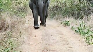 Elephants attack video
