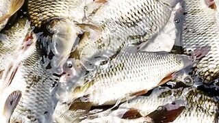 Fish video in fish market