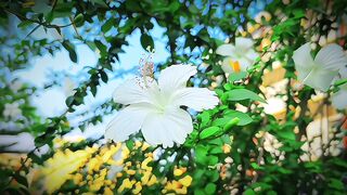 White hyacinth flower