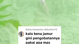 Cara mengobati penyakit JAMUR pada ikan lele 2