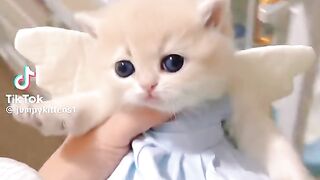 Funny cat 329