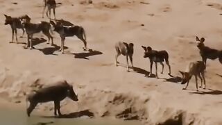 Wild life 6