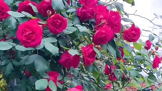 Flowers lover 3