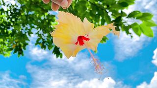 Flower lover 3
