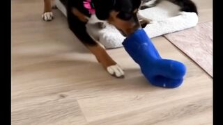 The Sock Incident A Tale of Baths and Betrayal petslifesecrets wildliferescue cat  funnydog
