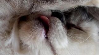 Meowmy  Cat Dads Love Story   Our Cats Are Our Happiness!  CatLove FurryFamily