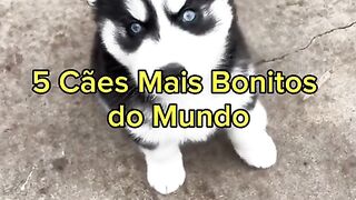 cachorro mais bonitos do mundo