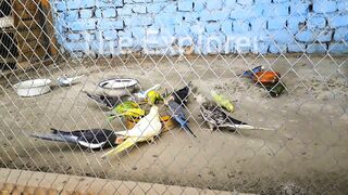 Cooktele parrots