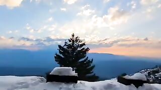 Muree