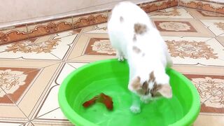 Cat and Dog vs Goldfishes|Funny cat and Dog videos