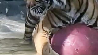 Tiger Cub Playing in the Water| Cute Tiger|Tiger Cub Pouncing on a Toy.