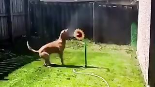 2million views| Funniest animal|lol try not to laugh| funny animals TikTok video|#103
