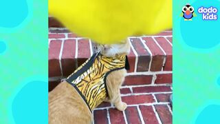 Grumpy Cat Only Likes One Thing... | Dodo Kids | Animal Videos