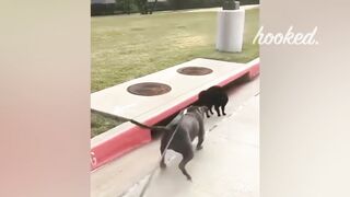 ANIMALS THAT MESSED WITH THE WRONG OPPONENT
