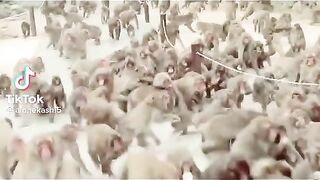 Monkey fun