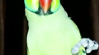 MashaAllah Parrot Talking with Me | Raw Parrot