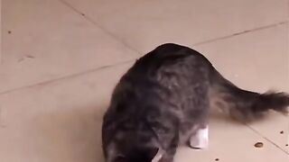New video Cat Love for small children mother for pain latest  New 2023