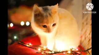 Cute cats