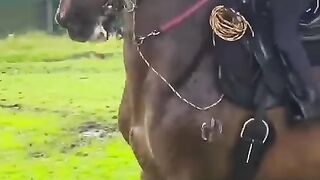 caballo trote y galope