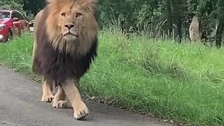 Big Male Lion Walking On The Road | Lion Walking Video| #lion