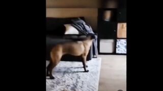 Nice move doggy ????????