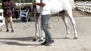 _عفيف_الشقب ابن مروان الشقب ---- horses