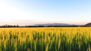 Meditation video with nature ll Meditation Music ll Sleeping music ll Relaxed  Music