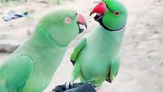 Parrot Two Playing | Two Parrot Fight