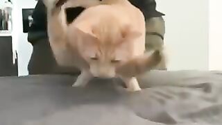 Hip-hop CAT