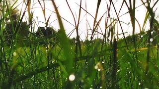 Beauty of Nature (Rain)